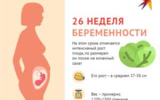26 неделя беременности двойней развитие плода вес и рост