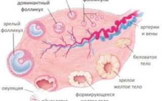 Что Происходит С Фолликулом Если Нет Овуляции
