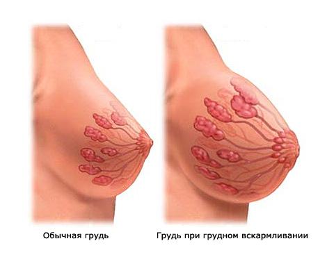 грудь при грудном кормлении